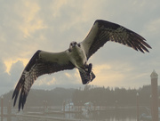 2nd May 2016 - Osprey with Fish  reedit