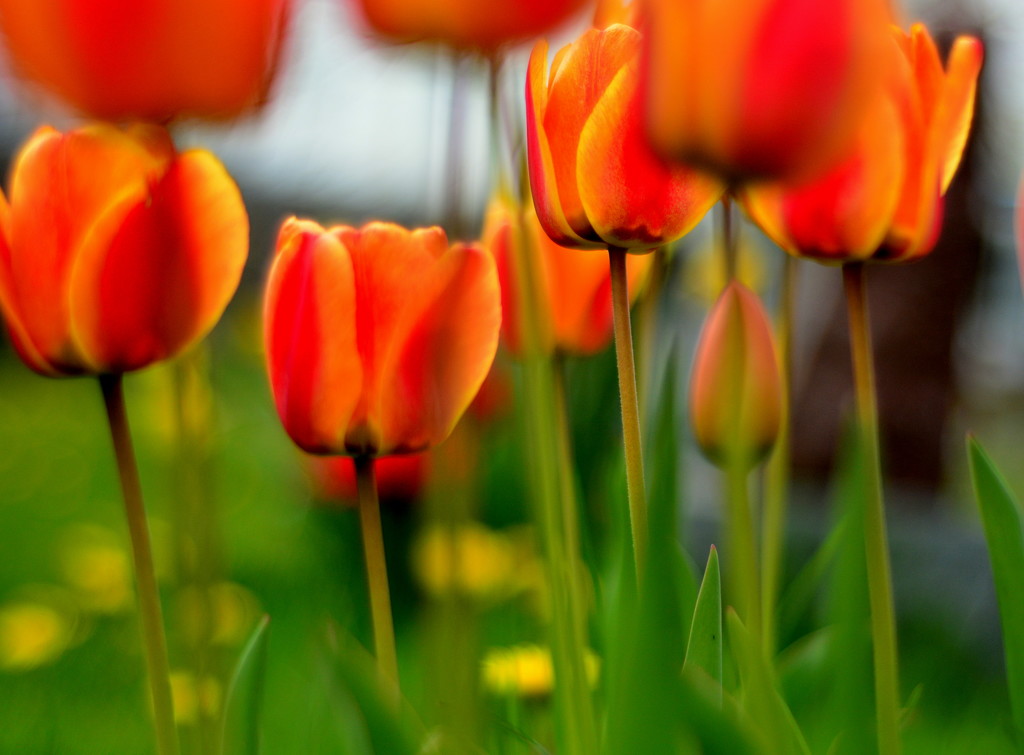 Soft Tulips by jayberg