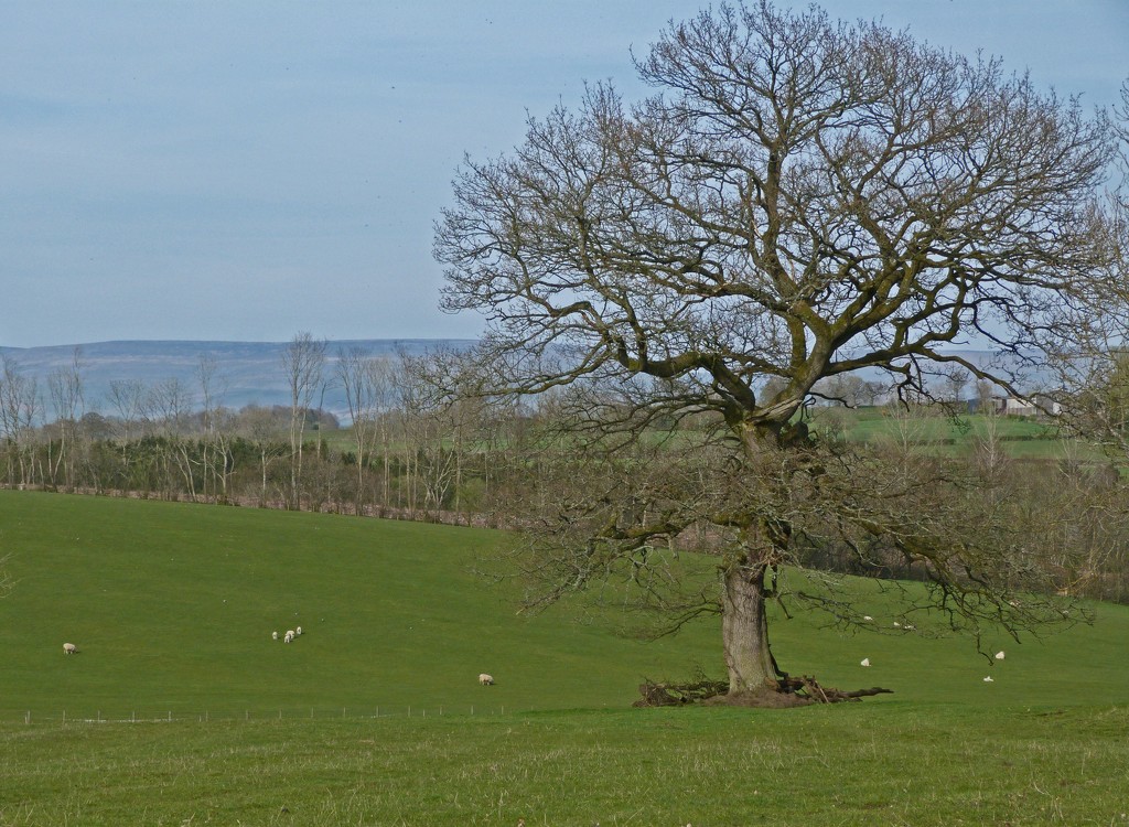 Tree by shirleybankfarm