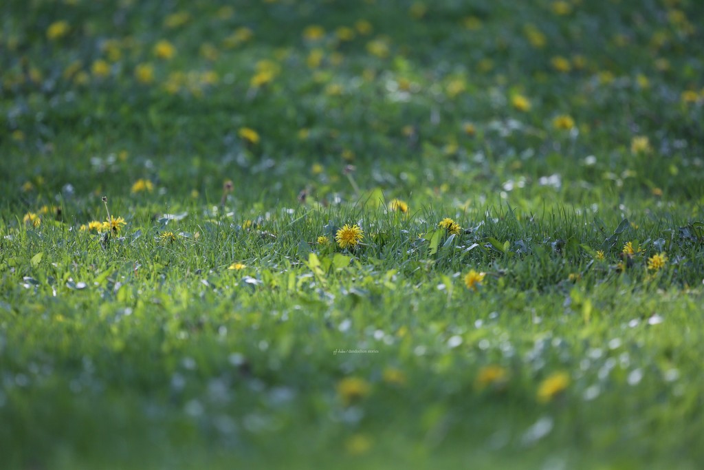 dandelions... by earthbeone