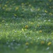 dandelions... by earthbeone