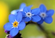 4th May 2016 - Forget Me Nots