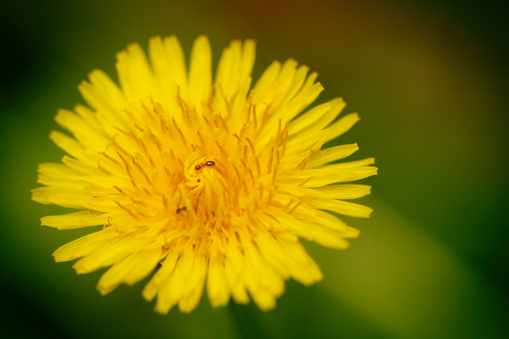 Ant and Dandelion by mzzhope