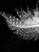 6th May 2016 - Speckled feather!
