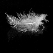 6th May 2016 - Little feather!