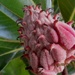 Magnolia Bud by Dawn