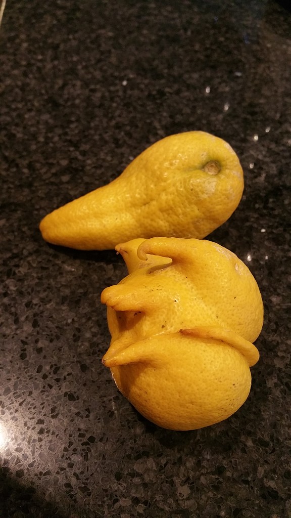 Mutant Lemons by mariaostrowski