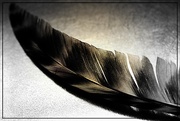 5th May 2016 - Feather
