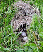 1st May 2016 - Baby Meadowlarks Coming Soon