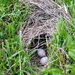 Baby Meadowlarks Coming Soon by genealogygenie