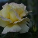 Yellow rose by teiko