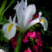 Iris Plus by daisymiller