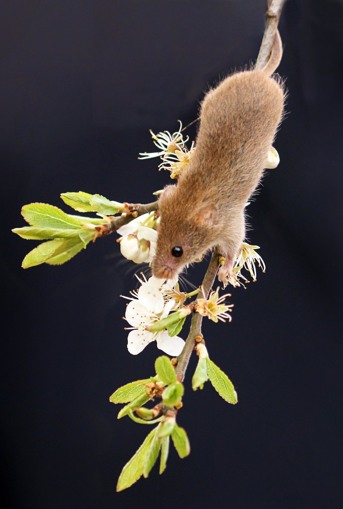 Harvest Mouse by shepherdmanswife