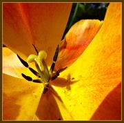 6th May 2016 - Tulip -- embracing the sun 