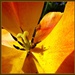 Tulip -- embracing the sun  by beryl