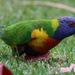 Rainbow Lorikeet by flyrobin
