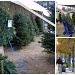 Taking Home the Christmas Tree by peggysirk