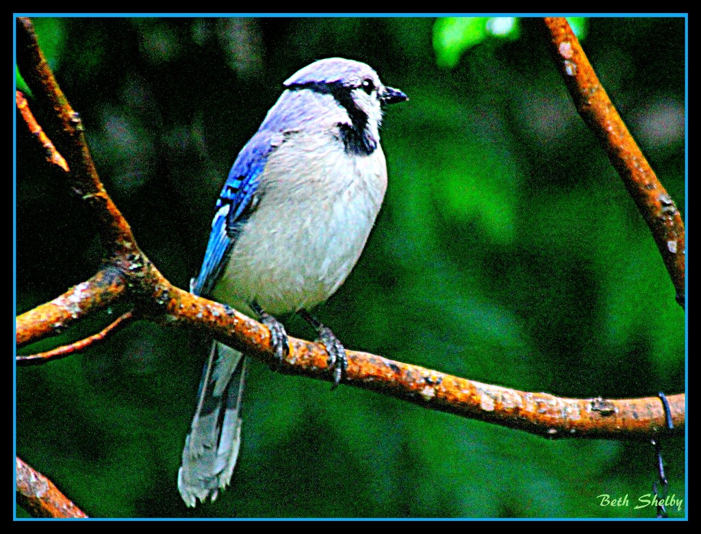Mr. Blue Jay by vernabeth