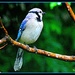 Mr. Blue Jay by vernabeth