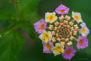 6th May 2016 - Fruit Loop Flowers