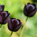 'black' tulips.. by ianmetcalfe