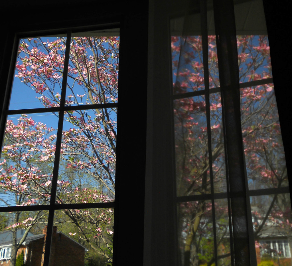 Dogwood through the window by mittens