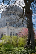 2nd May 2016 - Baha'i Temple in Spring