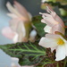 Sweet Begonias by cindymc