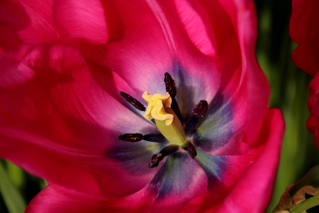 Tulip beauty by busylady