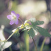 wild geranium by jackies365