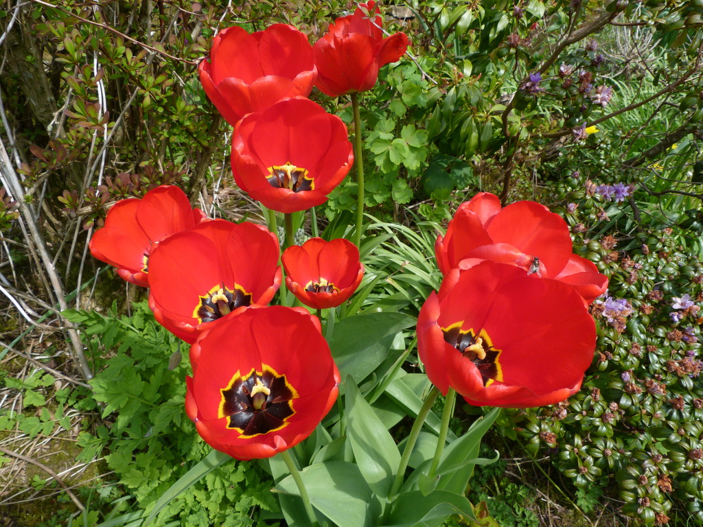 Tulips by shirleybankfarm