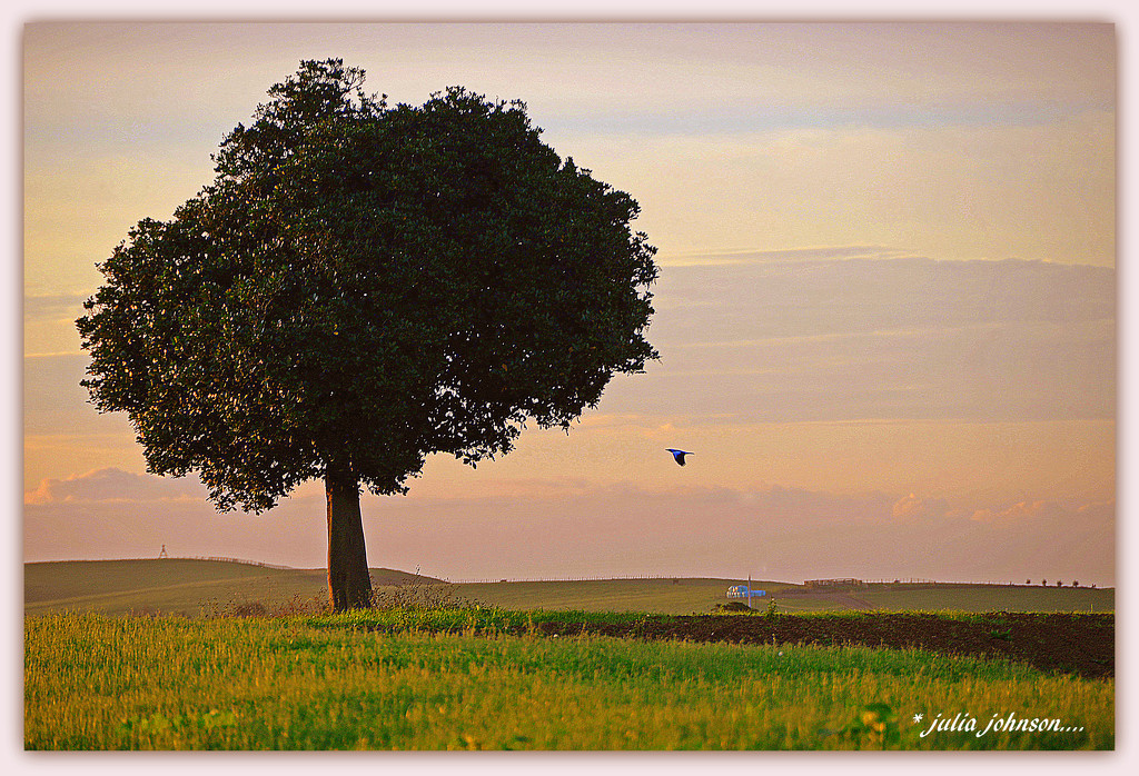 Karaka tree .... by julzmaioro