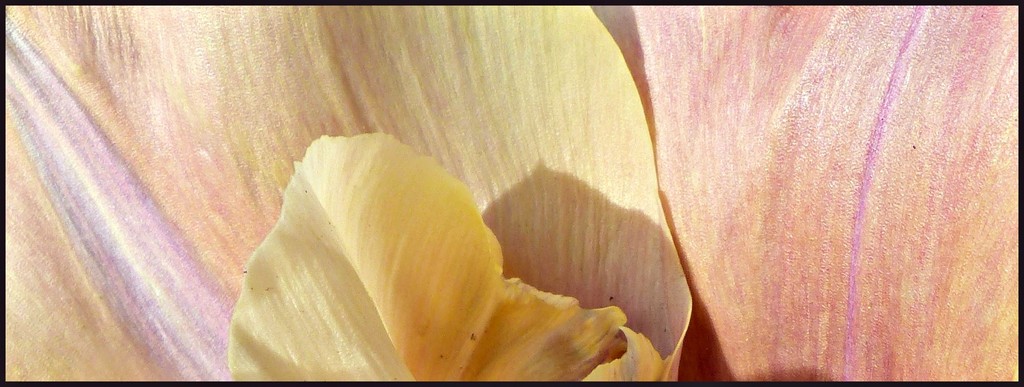 Evening shadow on tulip. by jokristina
