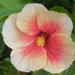 Hibiscus  by Dawn