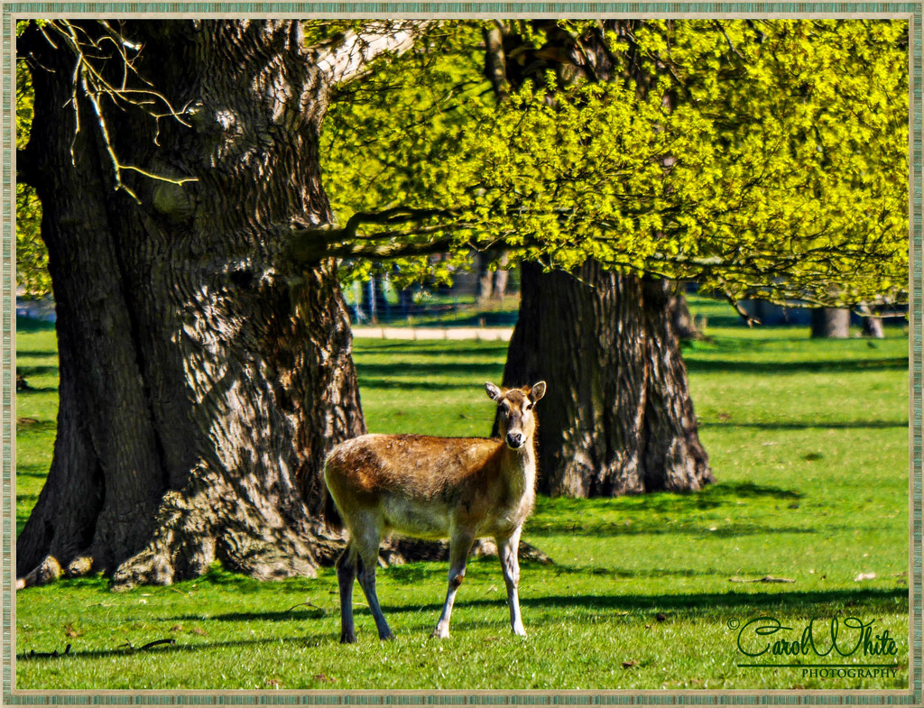 The Deer Park,Woburn Abbey by carolmw