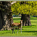 The Deer Park,Woburn Abbey by carolmw