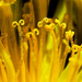 Dandelion stamens close up by davidrobinson