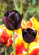 7th May 2016 - Black tulips