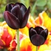 Black tulips by orchid99