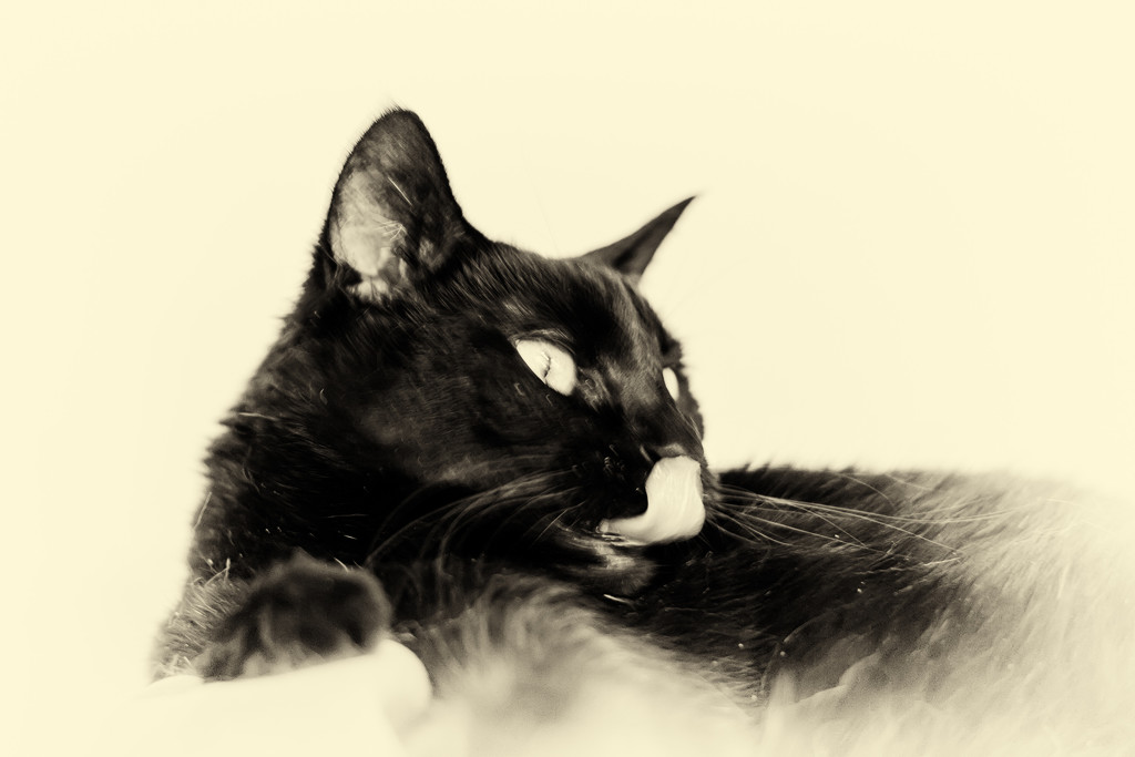 Tilly in Sepia by swchappell