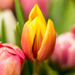 Spring Tulips by swchappell