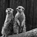 Monochrome Meerkats by leonbuys83