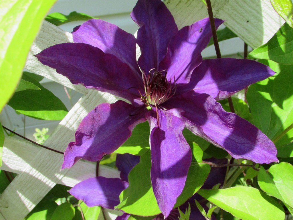 Sunshine on clematis by tunia
