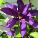 Sunshine on clematis by tunia