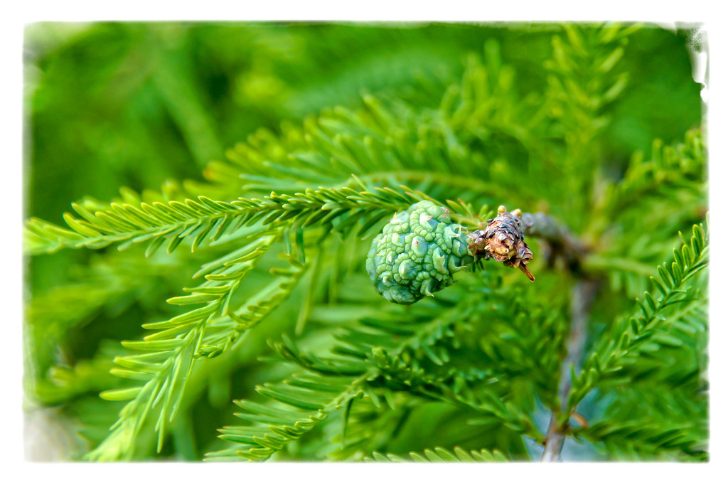 Bald Cypress cones by danette