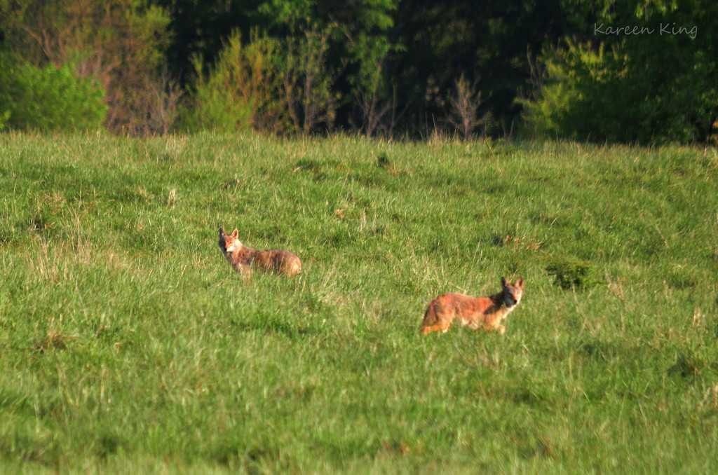 Coyotes Cross Paths by kareenking