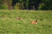 5th May 2016 - Coyotes Cross Paths