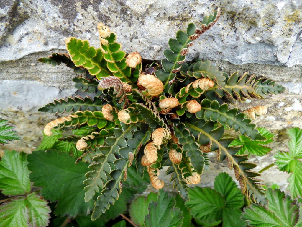 Rustyback fern (Asplenium ceterach) by julienne1