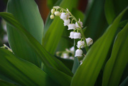 7th May 2016 - Lilies of the Valley