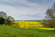 6th May 2016 - Yellow Fields